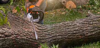 Tree and Shrub Care in Dothan, AL